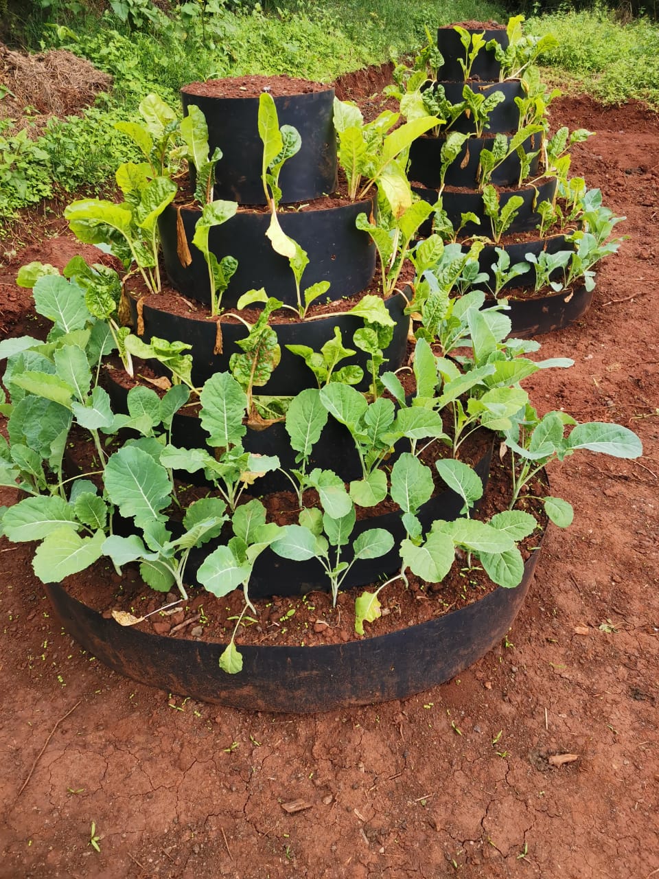 Drum farming